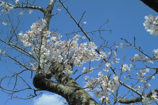 花見🌸レクリエーションに行ってきました♪